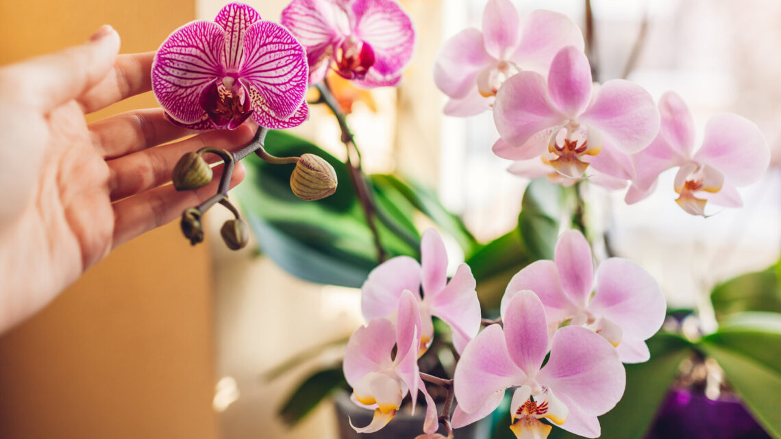 Frau genießt Orchideenblüten auf der Fensterbank, künstliche Orchideen mit weißen, lila, rosa und gelben Blüten.