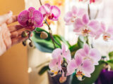 Frau genießt Orchideenblüten auf der Fensterbank, künstliche Orchideen mit weißen, lila, rosa und gelben Blüten.